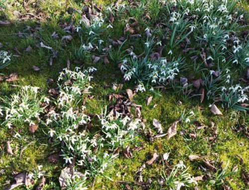 Der Frühling startet mit den neuen Kurs…